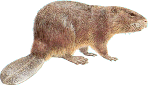Castor