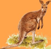Kangourou gris