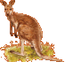 Authentique kangourou