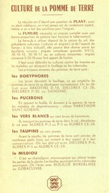 Culture de la pomme de terre